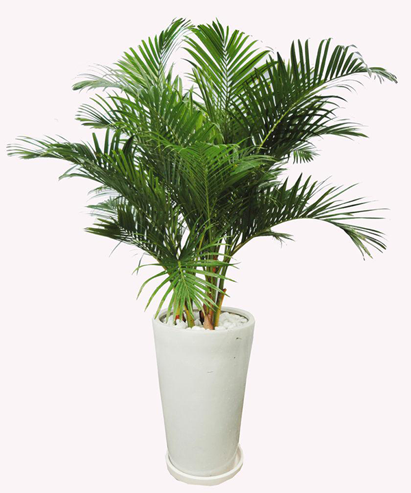 Cây Dừa cảnh